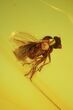 Detailed Fossil Fly (Diptera) In Baltic Amber #45148-1